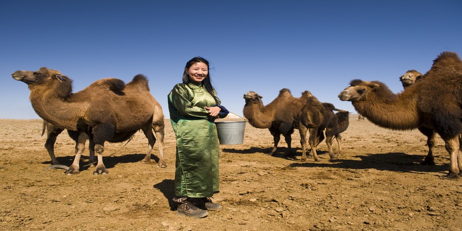 Chameaux de Mongolie